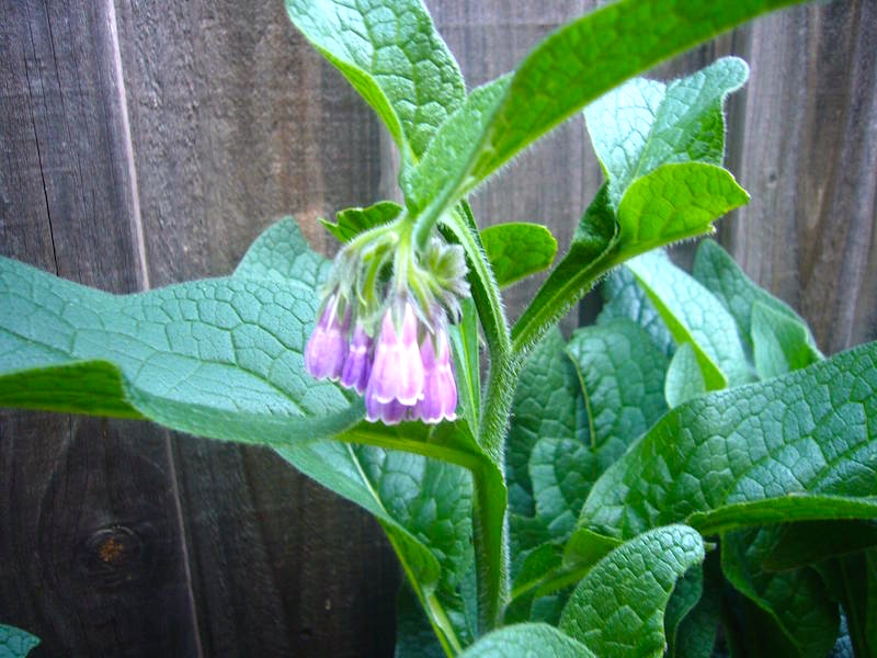 Morning names Confrey, comfrey Arnold Zwicky's Blog