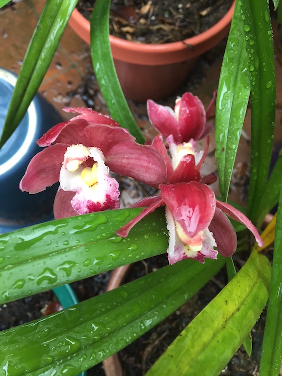Orchids in the rain Arnold Zwicky's Blog