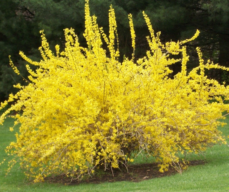 forsythia arnold zwicky s blog forsythia arnold zwicky s blog