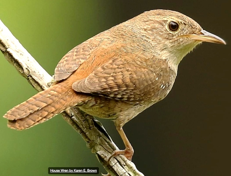 Little brown birds Arnold Zwicky's Blog