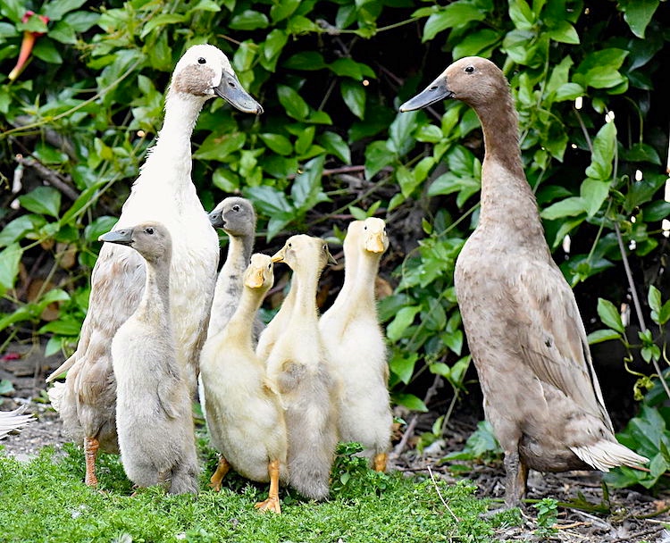 Runner ducks, runner beans, rubber ducks Arnold Zwicky's Blog