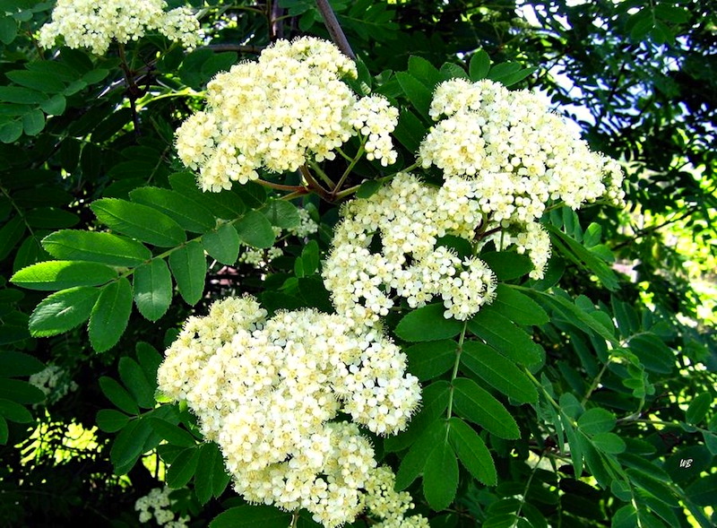 Mountain ash Arnold Zwicky's Blog